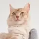 三更月四更天头像
