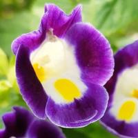 骏马奔驰351头像