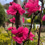 风欲静头像