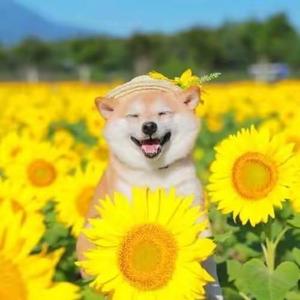 一颗铝热剂头像