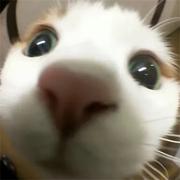 爱写代码的pxw的个人资料头像