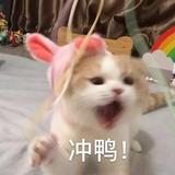 扮猪吃老虎535头像