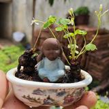 恒桥花头像