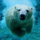 水中熊的个人资料头像