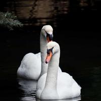 敏锐鹿泉1i头像