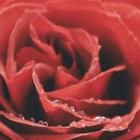 风姿卓越苹果7F0头像