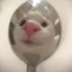 油猫饼6691头像