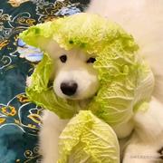 忍冬青的个人资料头像