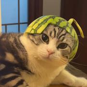 刀客塔的个人资料头像