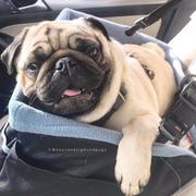 koasan的个人资料头像