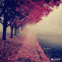 蒲公英的半海803头像