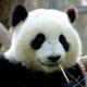 国宝大熊猫panda头像