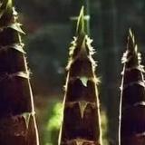 光头好物推荐官头像