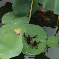 神秘面条9e6头像