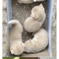 木木木头头像