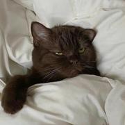 屁王啊啊啊啊的个人资料头像