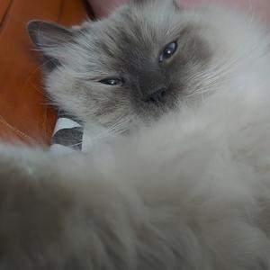 Аватар
