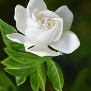 栀子花249的个人资料头像