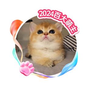 牛奶是只猫i