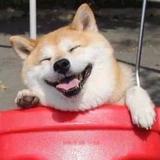 祥祥80492头像