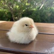 小欣幸的个人资料头像