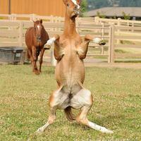 我适合当军师参谋头像