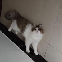 城南哇哇哇头像