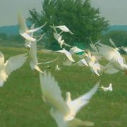 屋昂的个人资料头像