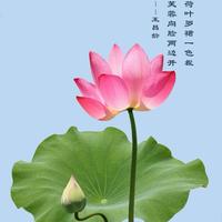 天道酬勤40235头像