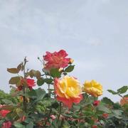 嘉圥的个人资料头像