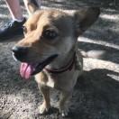 有只土狗叫三毛的个人资料头像