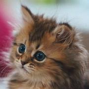 花溪的个人资料头像