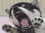 Lyle洋洋洋洋的个人资料头像