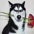 咿呀咿呀哟不想说话的个人资料头像