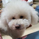 修道钢琴手头像