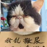 规范呵呵呵头像