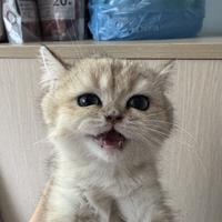 广东学术混子头像