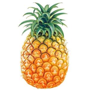 大菠萝Pineapple头像