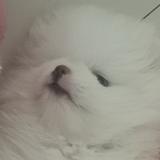 狗狗无敌冲锋头像