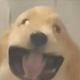 伊伊兰兰特特头像