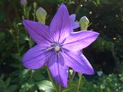 odirus的个人资料头像