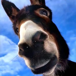 闲逛张一二头像