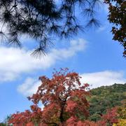 景诺秋的个人资料头像