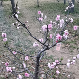 依然迎花开头像