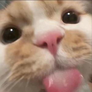小猫陛下头像