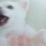 张奇奇991头像