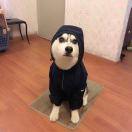 狂奔的肉包子的个人资料头像