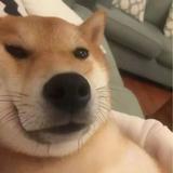 张老实的西瓜日记头像