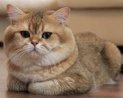 梦里母猪上树了的个人资料头像