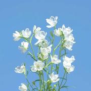 ColaMa的个人资料头像